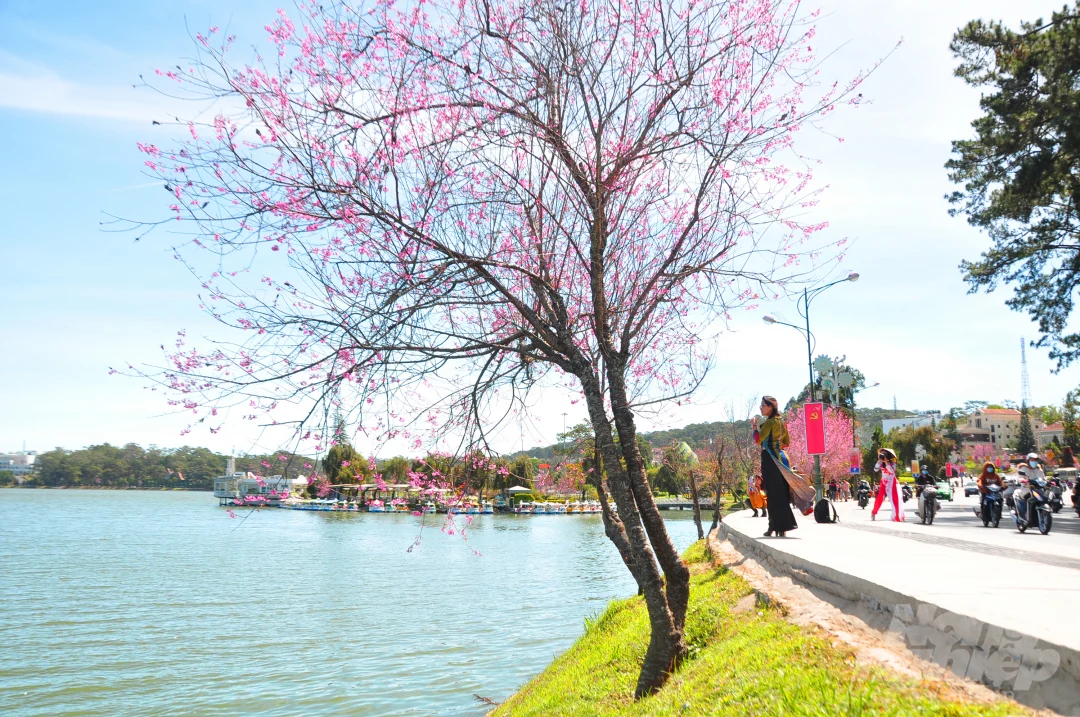 Đà Lạt